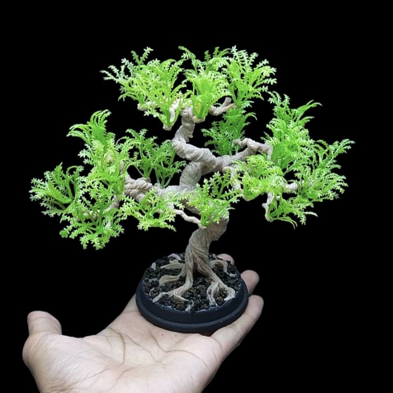 Bonsai hokiantea mame replika