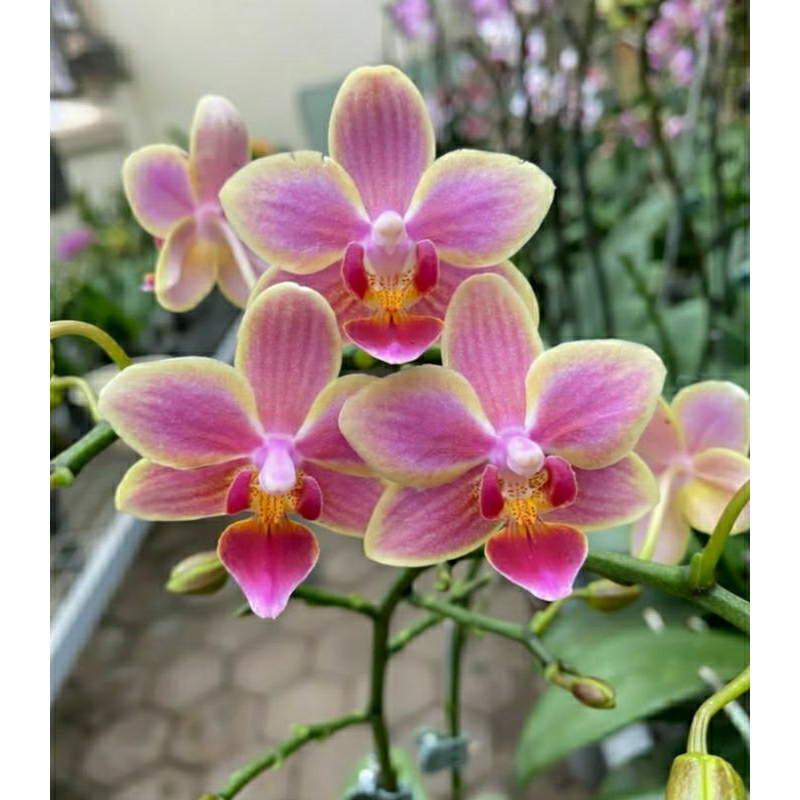 Anggrek Bulan Spike Pink bee - Anggrek Bulan berspike premium