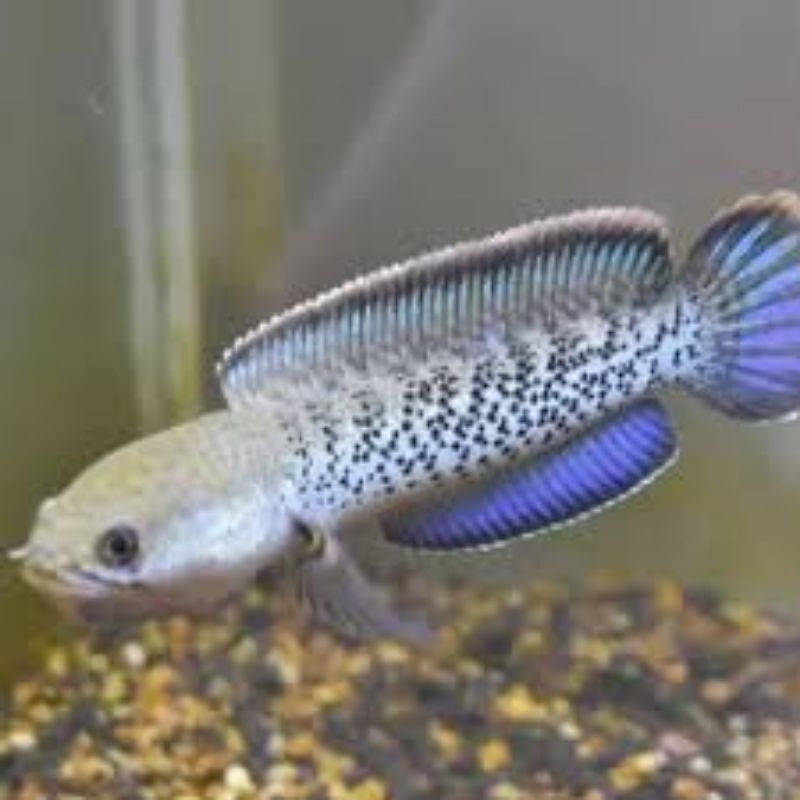 channa stewarti siz 5-7cm grad A+ black dot dan rim mantap