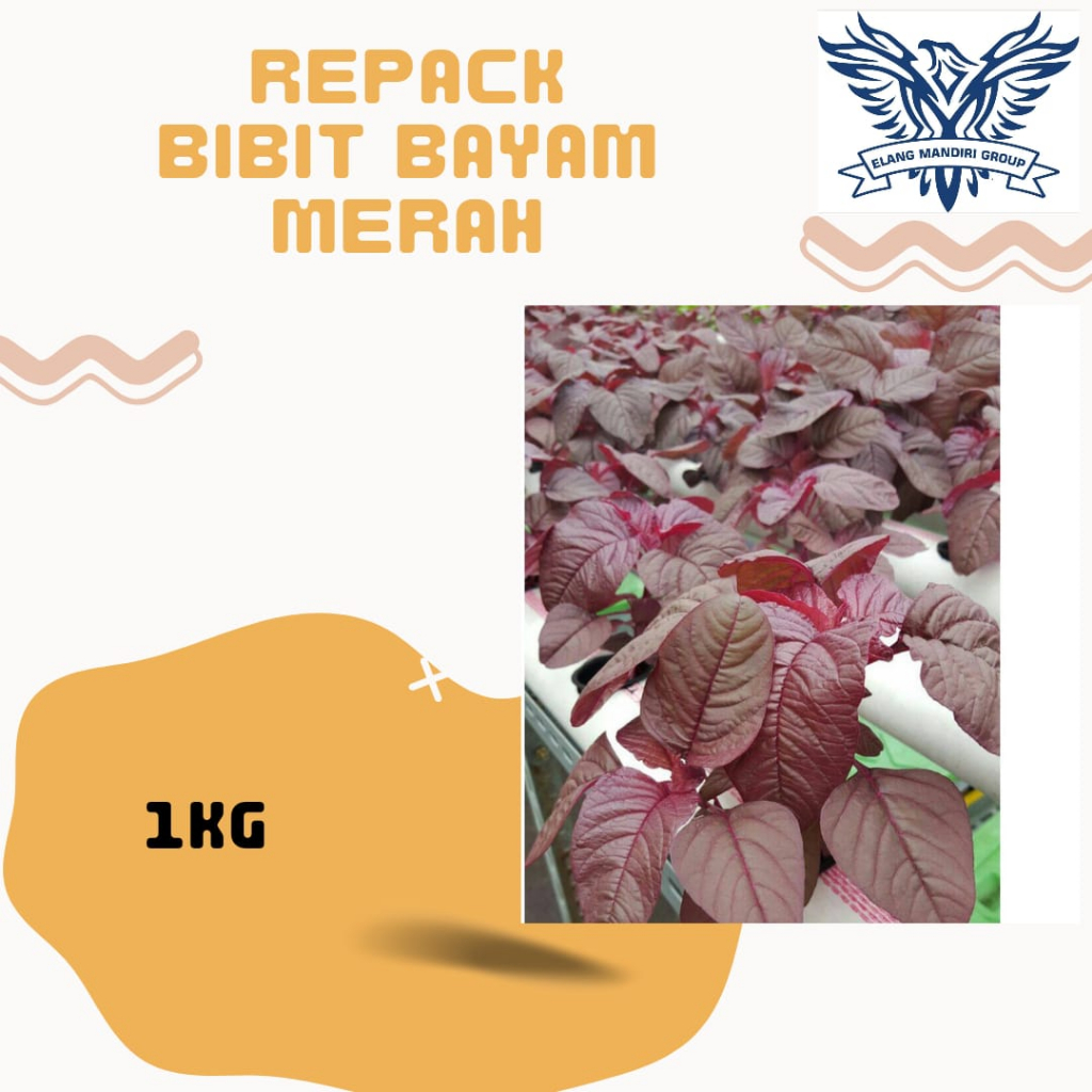 REPACK Benih BAYAM MERAH 1Kg Bibit Sayuran Berkualitas Unggul