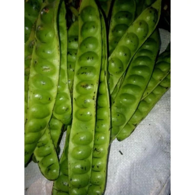 

petai petai