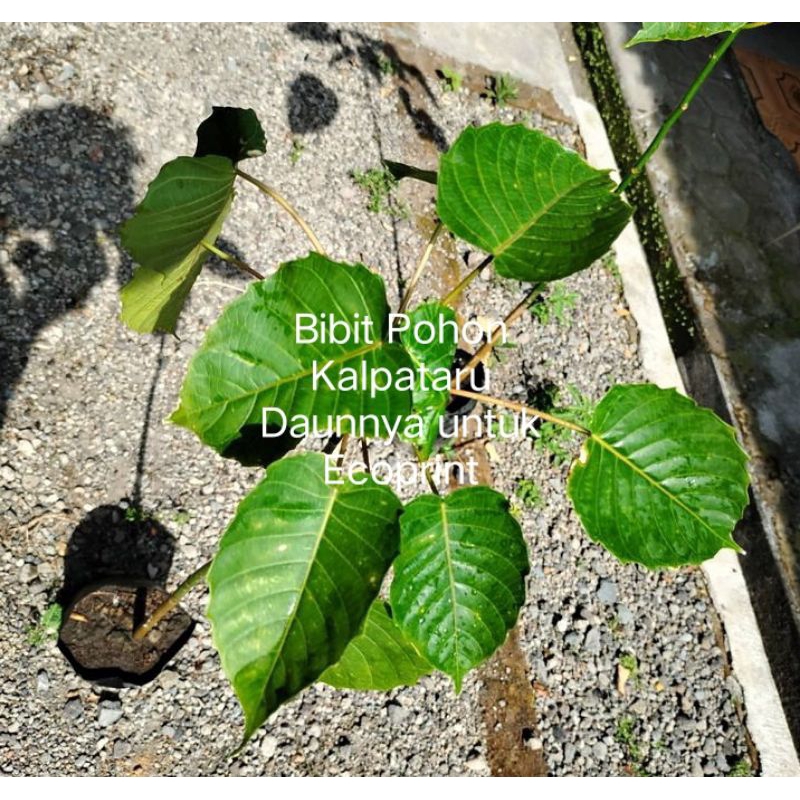 Bibit Pohon Kalpataru, pohon langka, daunnya untuk Ecoprint