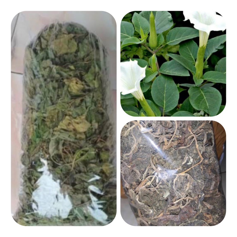 

Daun kecubung kering natural super
