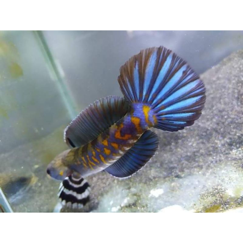 BLUE PULCHRA PREMIUM 11-15 GRADE A++ HIASAN AQUARIUM