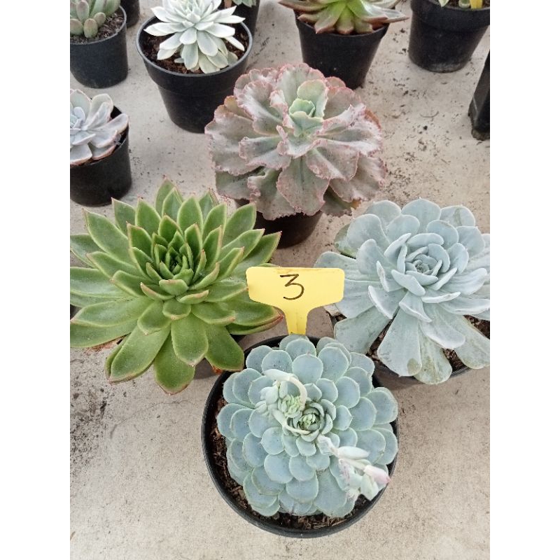 tanaman hias kaktus dan sukulen jumbo pot 12 cm paket3