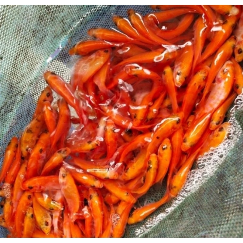Bibit ikan nila merah kakap padang ukuran korek gas murah berkualitas