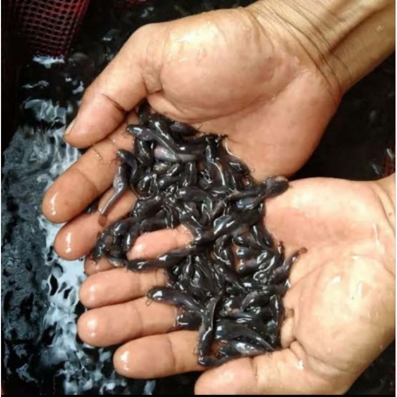 Bibit ikan lele sangkuriang 2-3cm