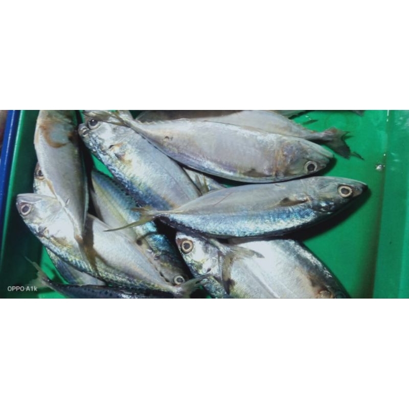 

ikan kembung banjar