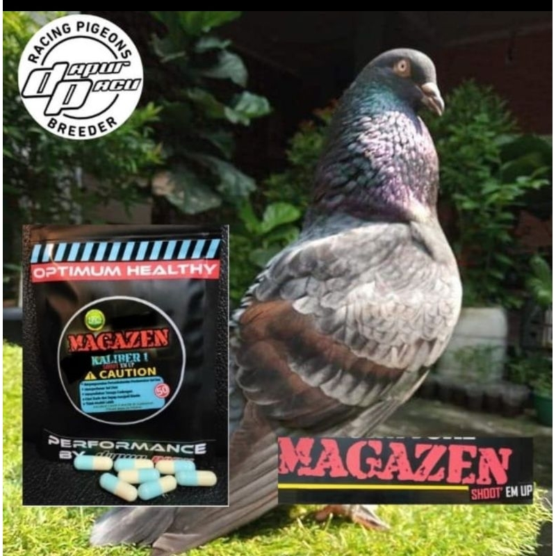 Magazen Kaliber 1 pembentukan sel otot/jamu suplemen merpati kolong