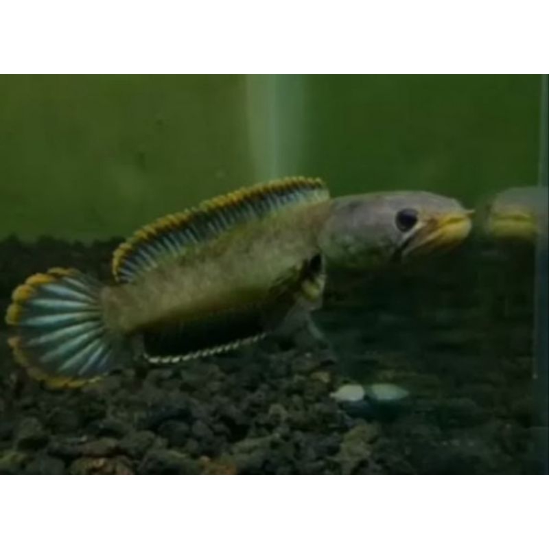 Channa limbata cb size 10-11 cm