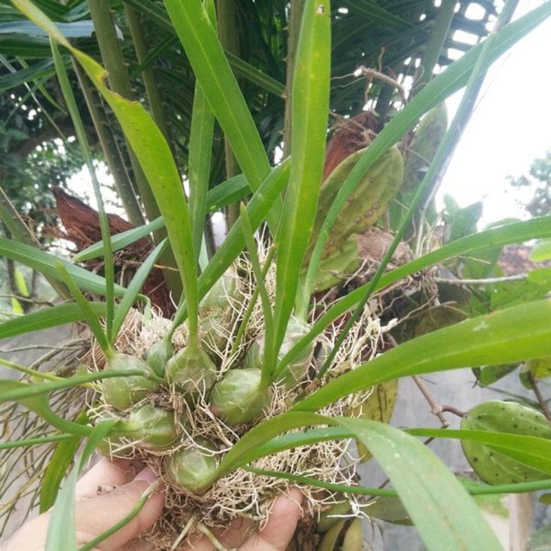 TERBAIK  TANAMAN ANGGREK HUTAN LANGKA BULBO MINI 5 biji REDI LANGSUNG KIRIM