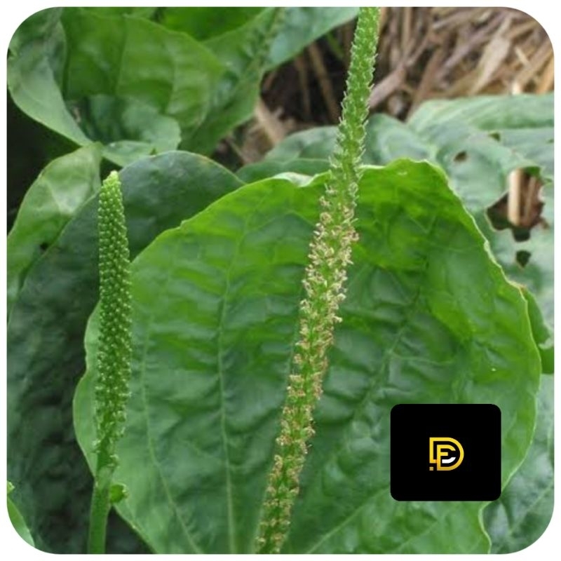 

Daun sendok segar daun kiurat 500 gram-az