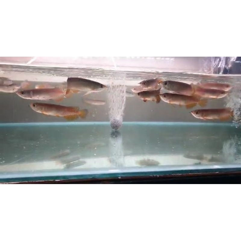 

Golden Red 10-12 cm