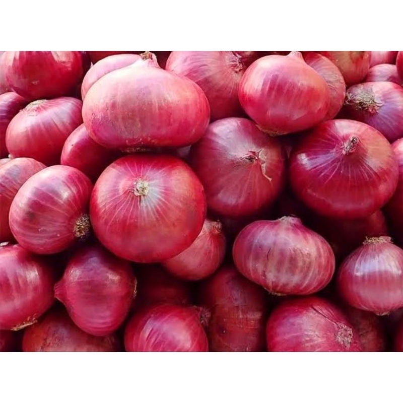 

Bawang Merah India