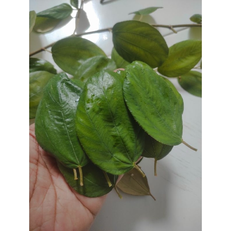 

DAUN BIDARA ARAB ASLI SEGAR UNTUK OBAT HERBAL 100 HELAI