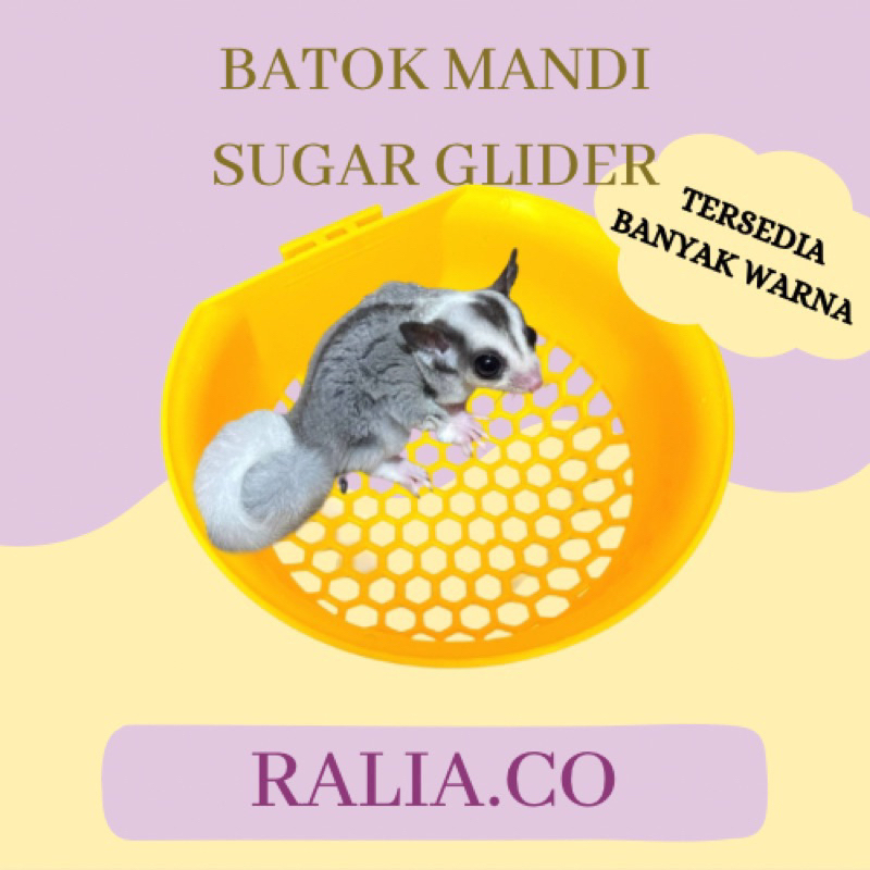 Batok mandi sugar glider batok tidur sugar glider