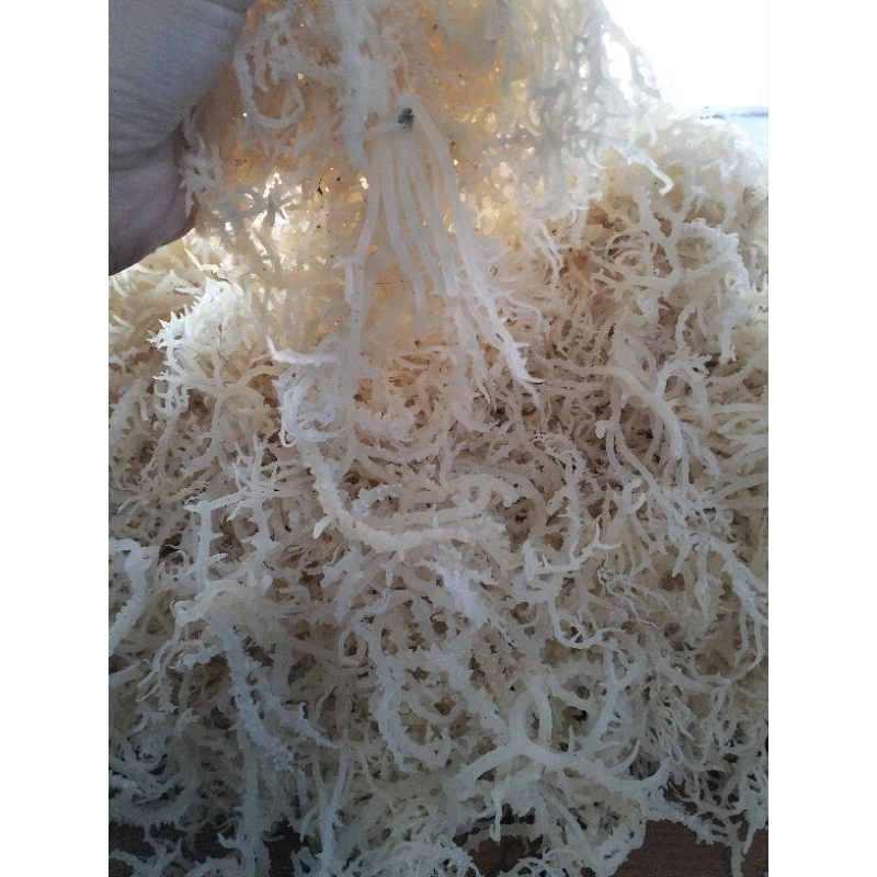 

Rumput laut kering normal (lembab) super premium original - kemasan 1KG