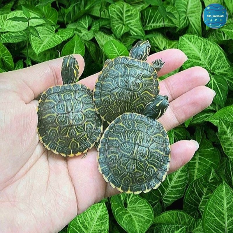 Kura Kura Peninsula Cooter High