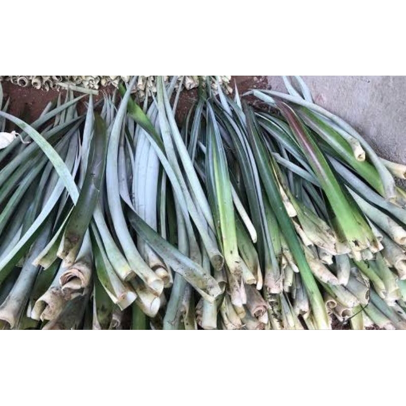 

Daun nanas basah untuk obat herbal