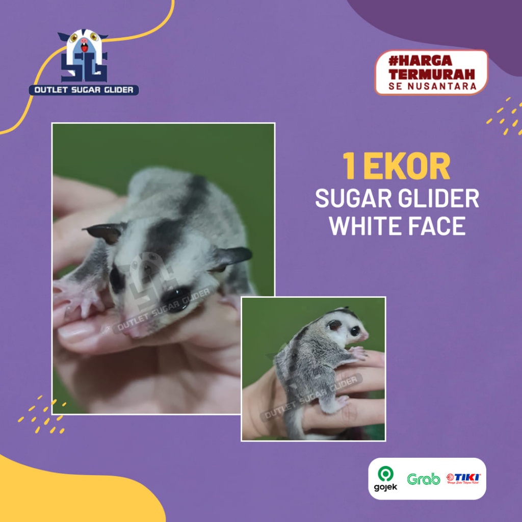 SUGAR GLIDER JENIS WHITE FACE JOEY