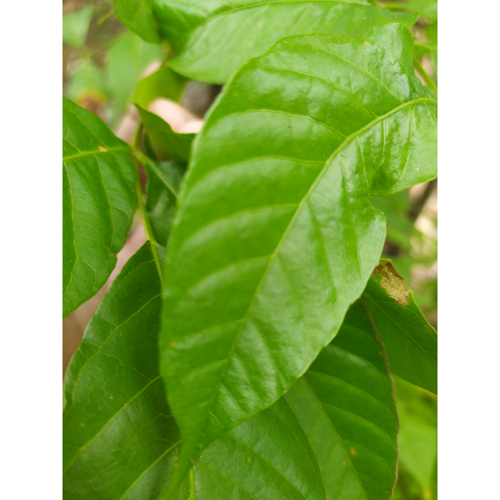 

daun kuda/ kudo / jaranan';[;][\[\[