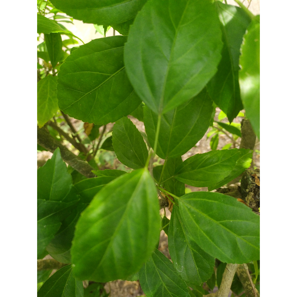 

DAUN bunga sepatru / WORA WARI BANG.,M;';][\[;';'