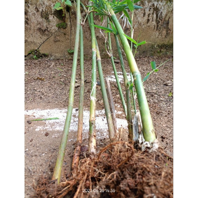 Bambu jepang hias indoor outdoor