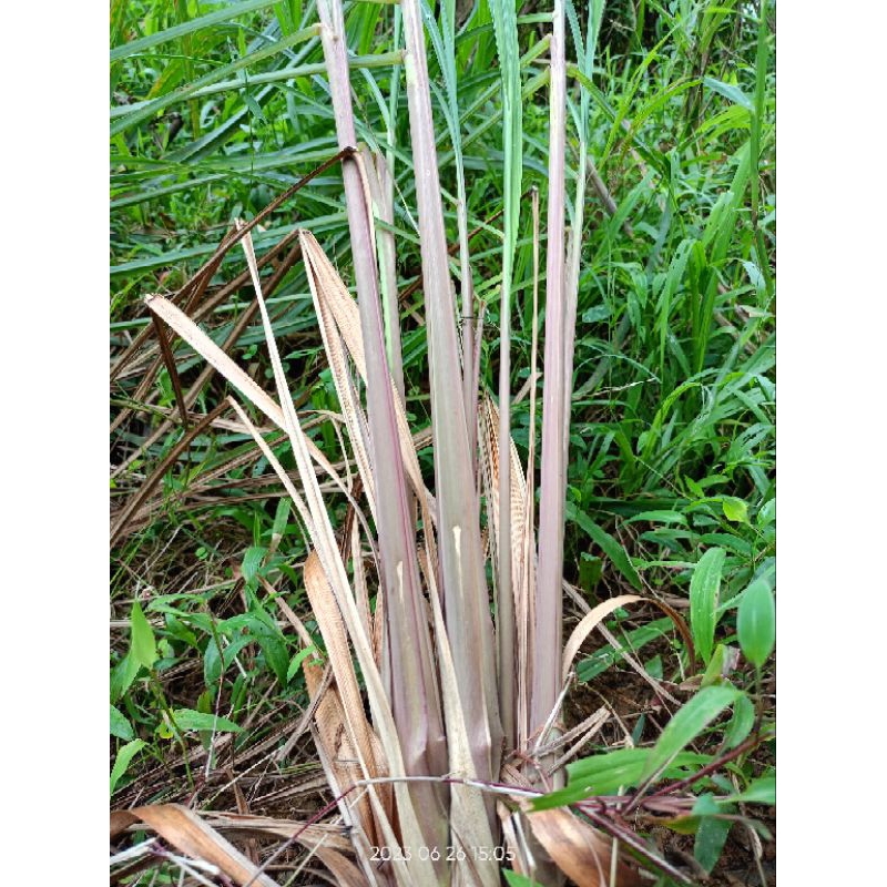 Bibit sereh wangi 1 kg sereh merah