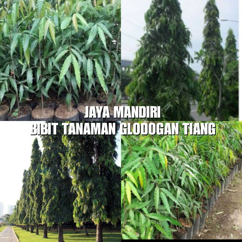 BIBIT GLODOKAN TIANG SUPER (POHON/TANAMAN GLODOKAN TIANG)