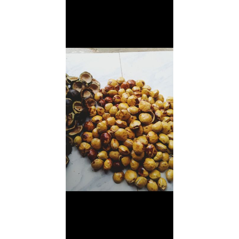 

JENGKOL TUA
