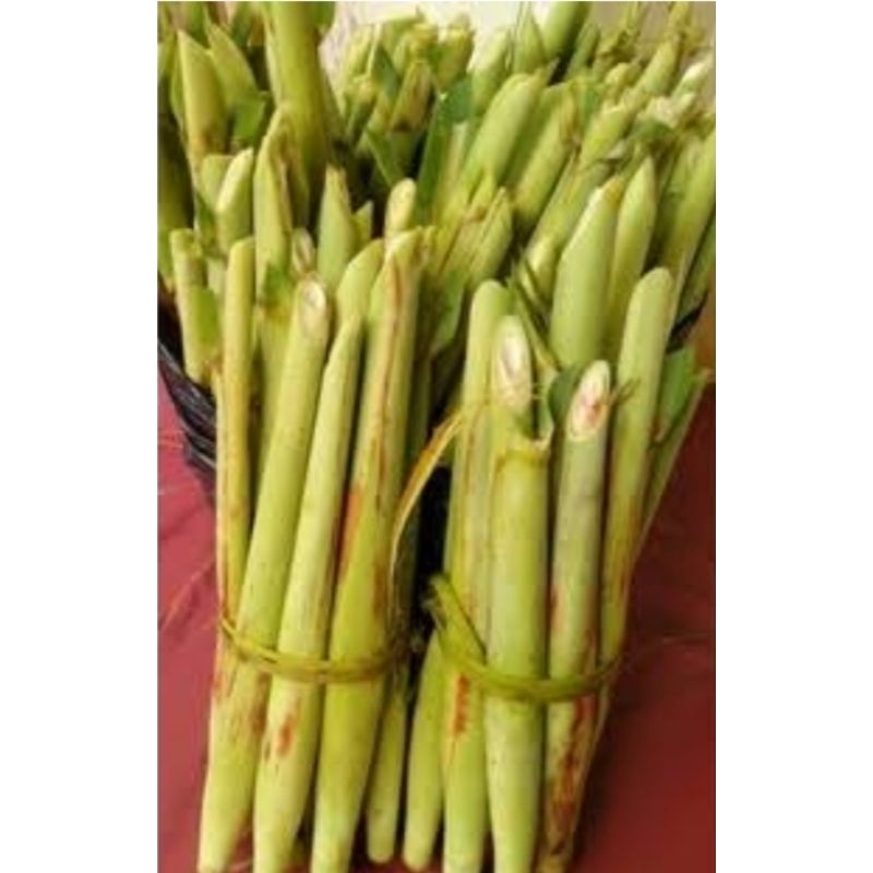 

TEBU TELUR ATAU SAYURAN TERUBUK SEGAR