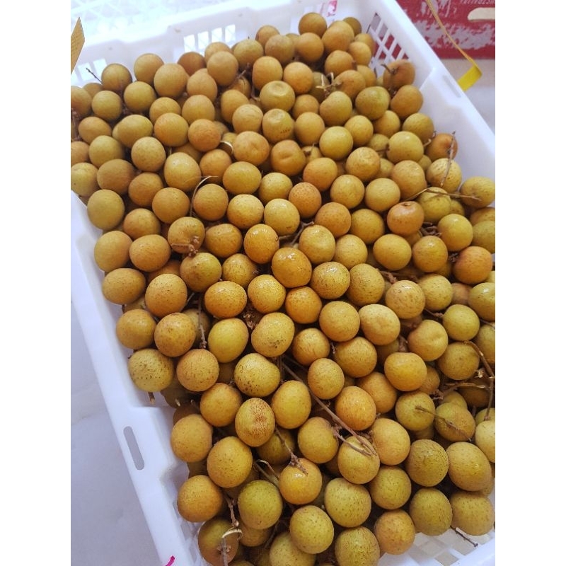 

Kelengkeng Bangkok 1kg