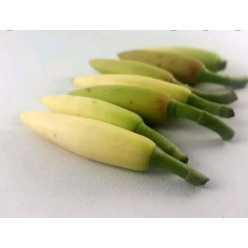 kembang kantil kuncup asli dan segar harga untuk  1pcs 7500