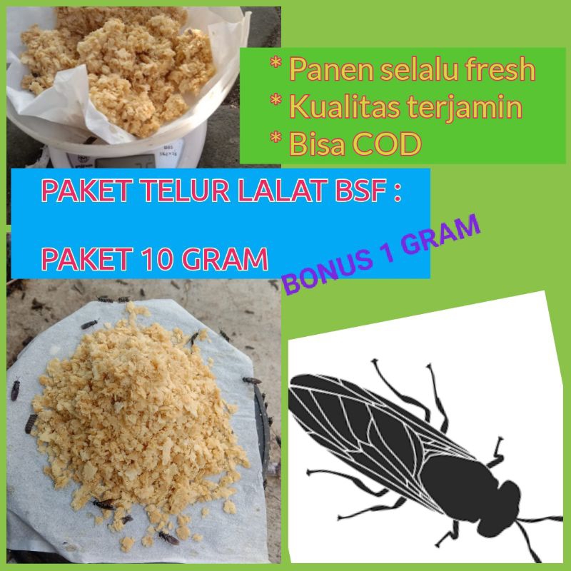 TELUR LALAT BSF/ TELUR MAGGOT BSF / TELUR BSF TERDEKAT PAKET 10 GRAM Bonus 1 gram