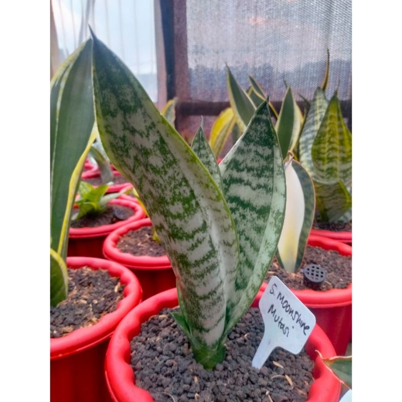 Sansevieria Trifasciata Moonshine 'Mutasi'