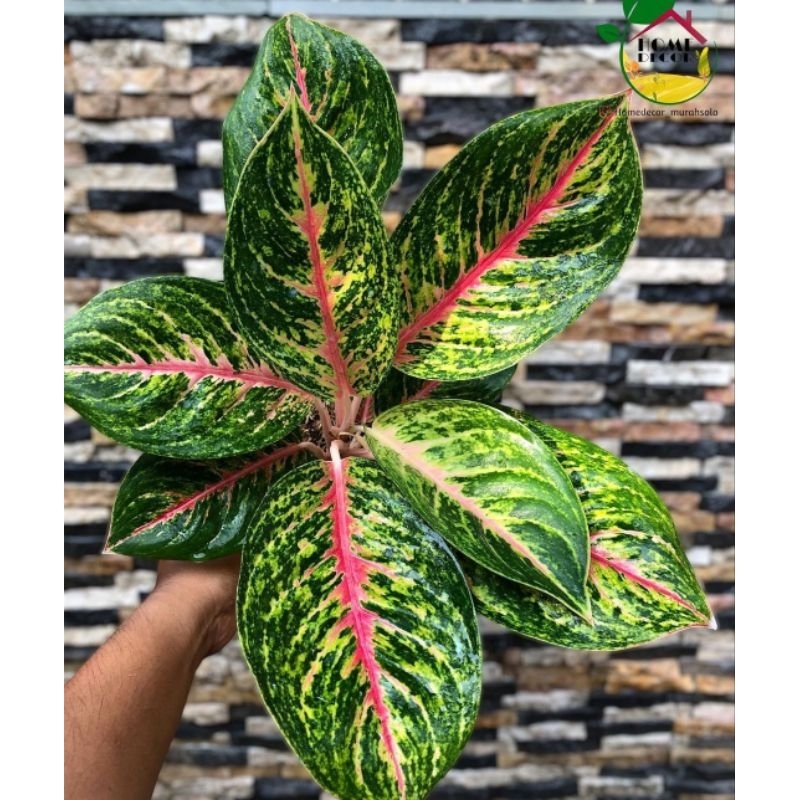 aglonema big papa - tanaman hias aglonema big papa