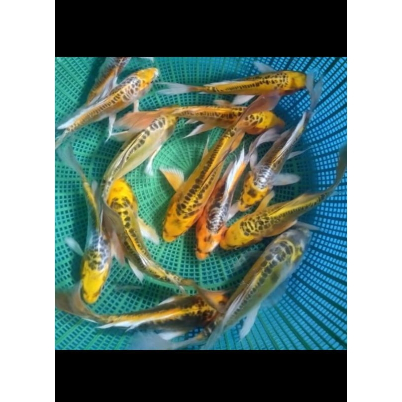 ikan hias koi metalic slayer/ kumpay / gold slayer size 15-17cm