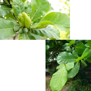 

Daun Ketapang Fresh 500pcs Khasiat Segar untuk Perawatan Alami