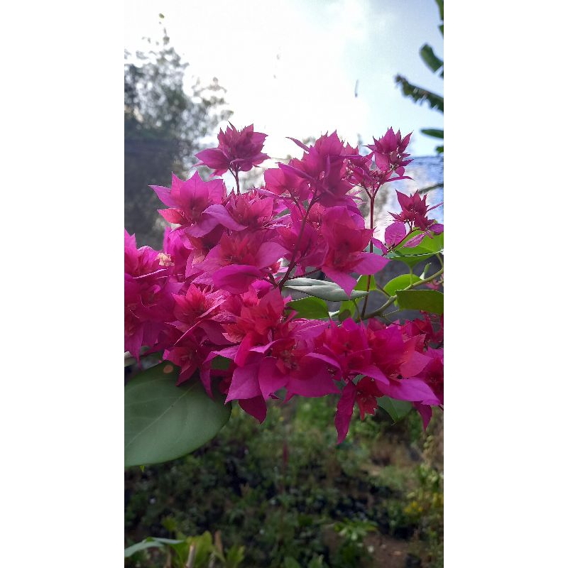 1 stek bibit bunga bougenville hawai pink tumpuk merah fanta