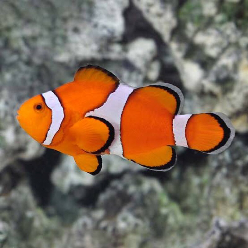 Ikan Nemo / Clownfish - Ikan Hias Laut