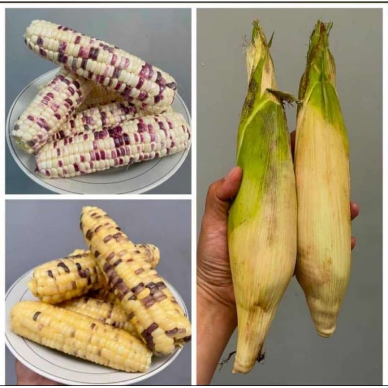 Jagung Pulut Ketan fresh