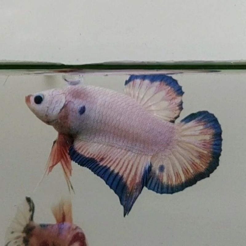 ikan cupang blue rim flamingo