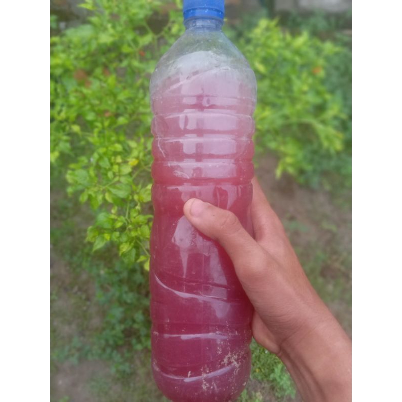 Pupuk/Biang PSB warna Merah