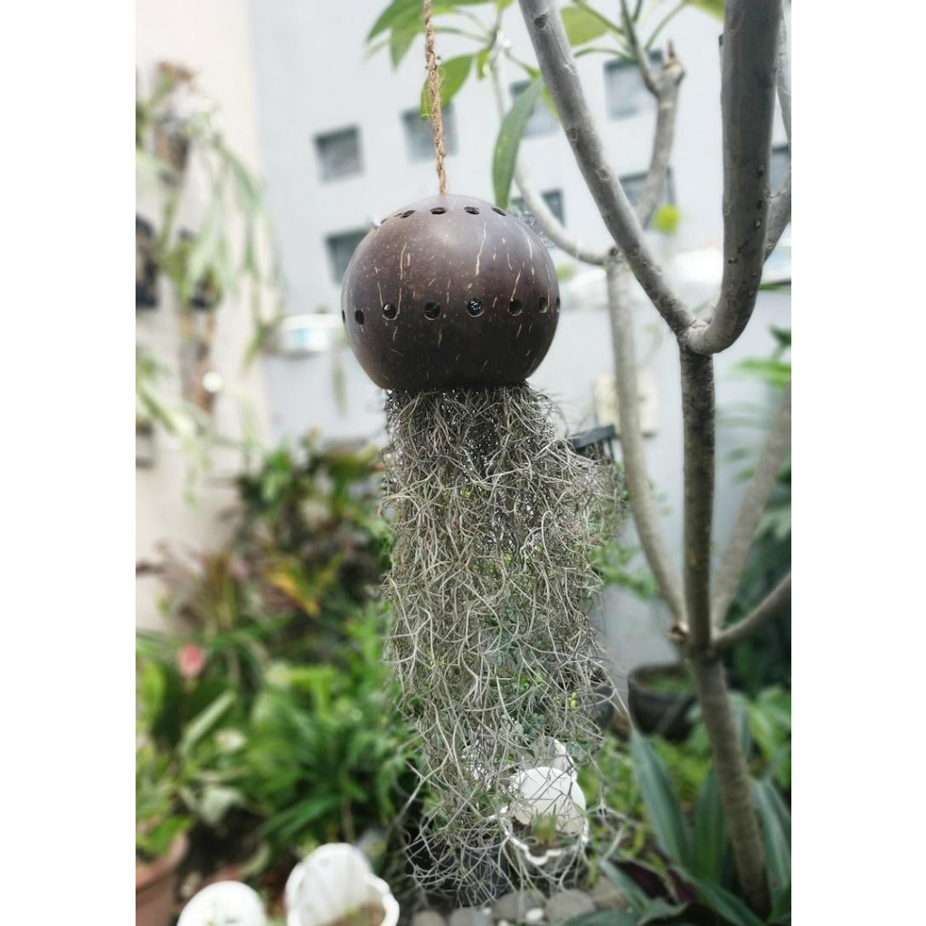 Pot Batok Media Gantung Tanaman Jenggot Musa / Pot Batok Kelapa