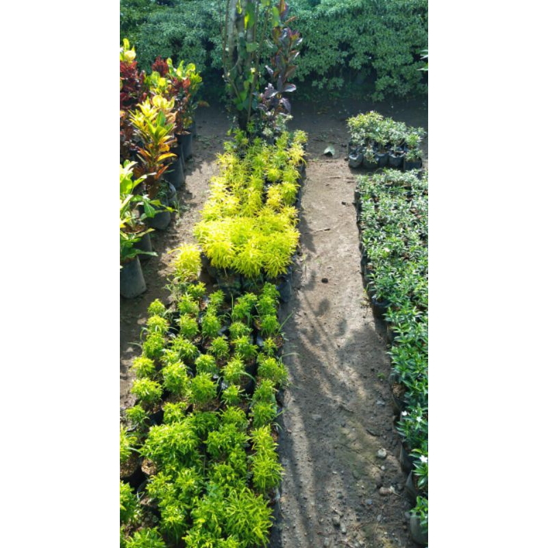 Bunga Brokoli Kuning