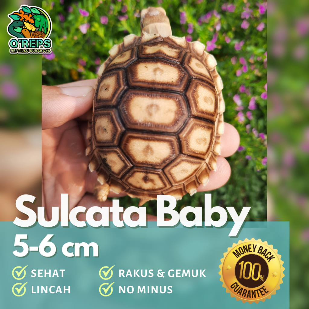 Replika patung sulcata baby 5-6 cm rakus lincah dome mulus no minus