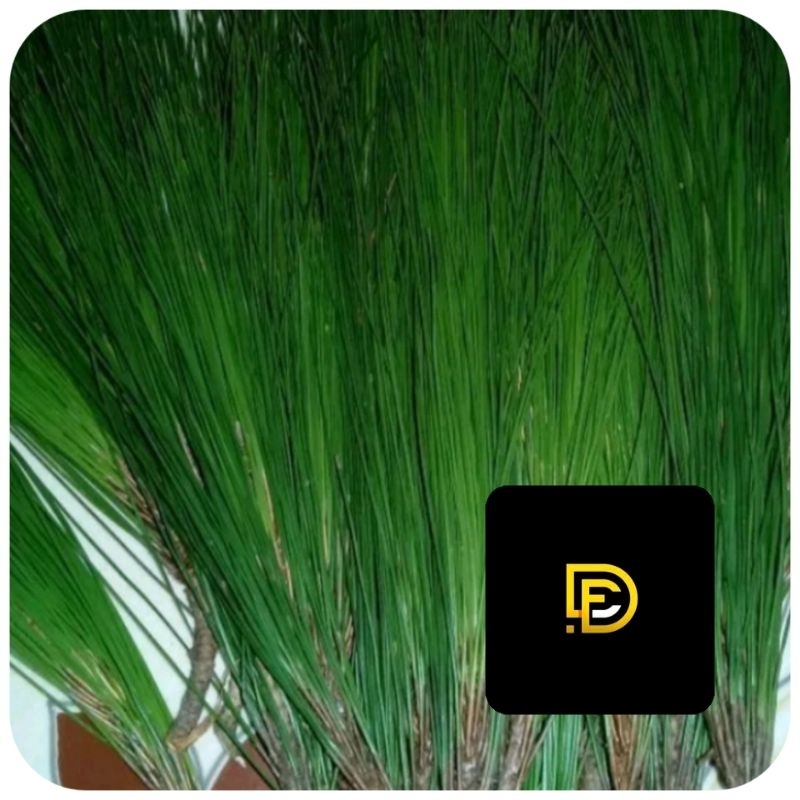 

Daun pinus segar 1 kg petik langsung-az