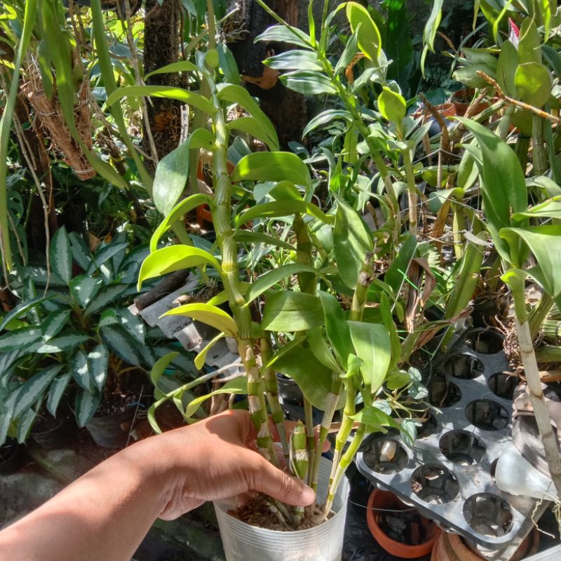 Anggrek Dendro Nobile Kuning