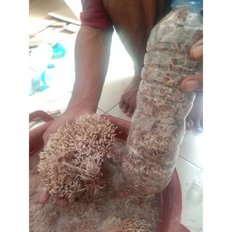 pupuk biang JAKABA super isi full botol 600ml, bibit pupuk jakaba mudah di kembang biakan