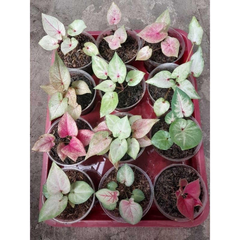 PAKET KELADI/CALADIUM HYBRID ORI BIJI 5 PLANT